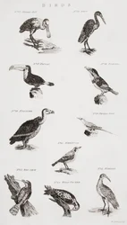 Diferentes tipos de aves